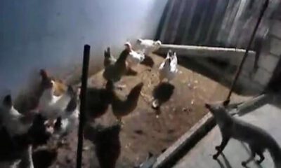 Tavukları Eksilince Kümese Güvenlik Kamerası Kurdu