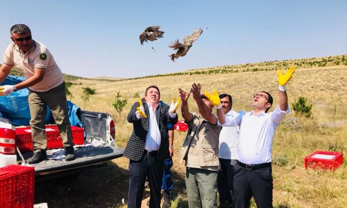 Yozgatta Bin Keklik Doğaya Salındı