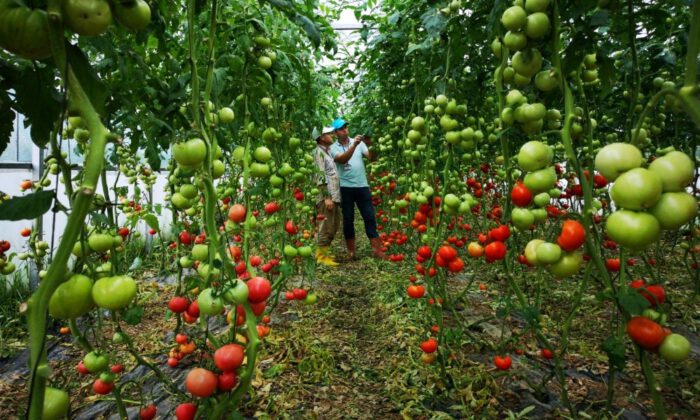 Büyükşehirden Çiftçilere Sera Desteği