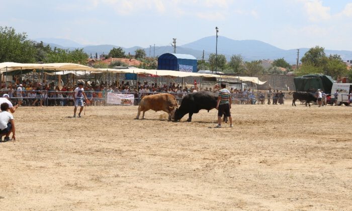 Muğlada Boğalar Kıran Kırana Güreşti