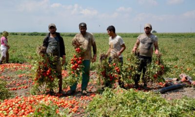 Karacabey Ovasında Domates Hasadı Başladı