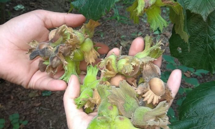 Düzceli Çiftçilere Müjdeli Haber