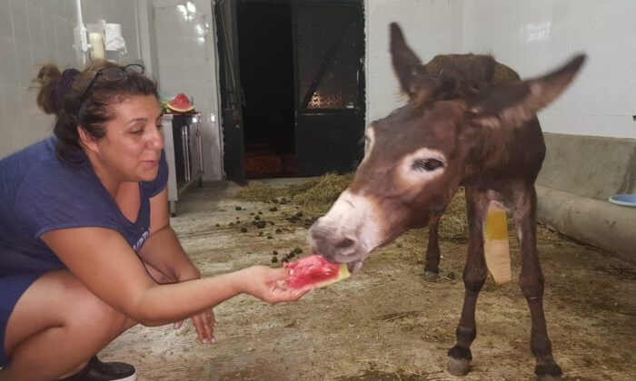 Yaralı Eşeğe Hayvan Severler Sahip Çıktı