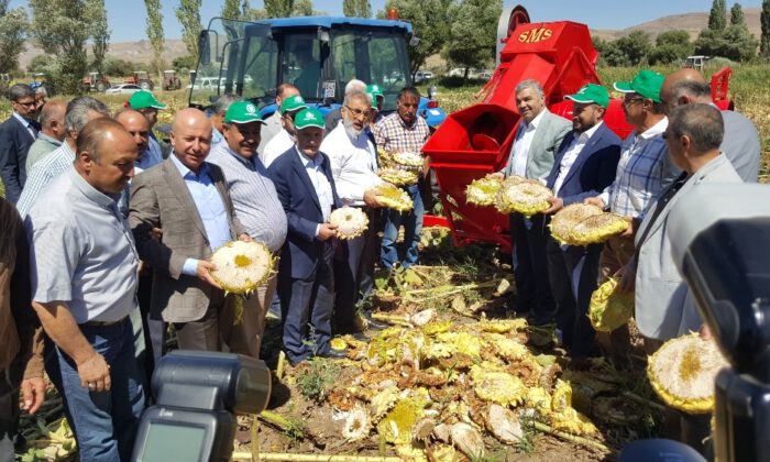 Kayseri Şeker  İle Kızık Köyü Birlikte Ayçekirdeği Hasad Etkinliği Düzenledi