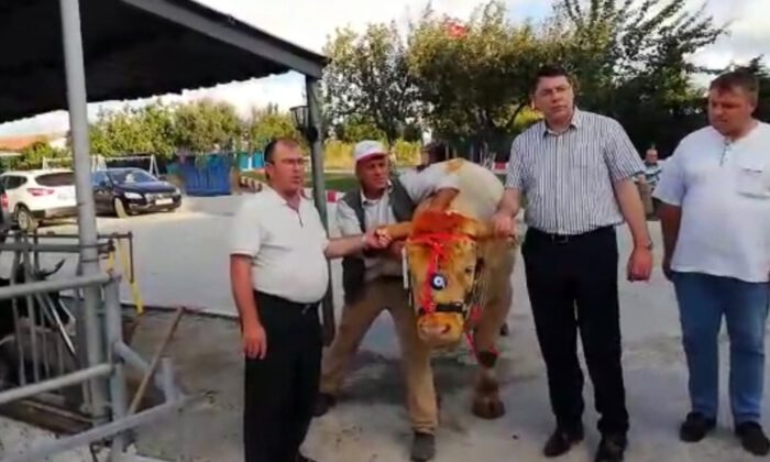Cumhurbaşkanı Erdoğana Trakyadan Kurbanlık Gönderildi