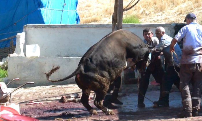 Kurbanlık Boğalar Sahiplerine Zor Anlar Yaşattı