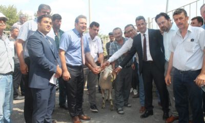 Kıvırcık Irkı Damızlık Koçların Dağıtım Töreni Yapıldı
