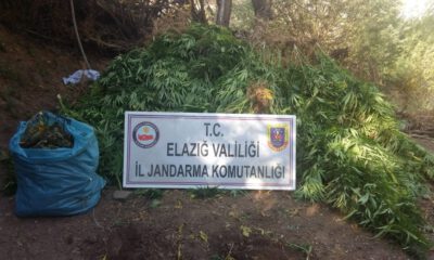 Elazığda 4 Bin Kök Hint Keneviri Ve 15 Kilo Esrar Ele Geçirildi
