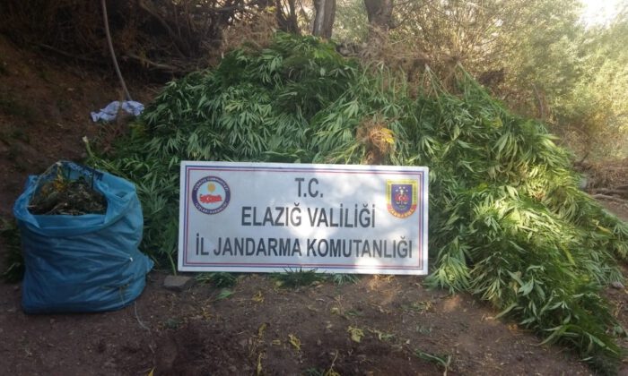 Elazığda 4 Bin Kök Hint Keneviri Ve 15 Kilo Esrar Ele Geçirildi