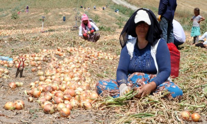 Ekmeklerini Topraktan Çıkartıyorlar