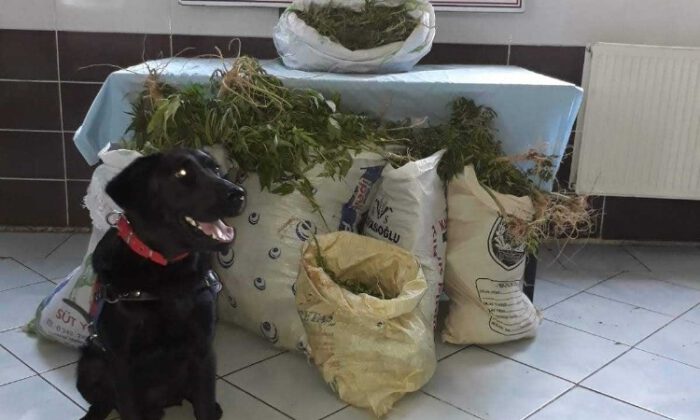 Jandarmadan Felahiyede Esrar Operasyonu