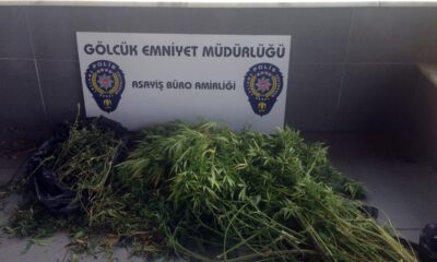 Binanın Çatı Katında Hint Keneviri Yetiştirdiler