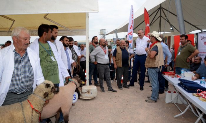 Küçükbaş Hayvan Ve Ekipmanları Tanıtım Günlerinde Çoban Köpekleri Ve Koçlar Yarıştı