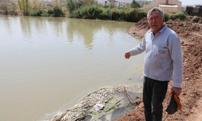 Kızılırmaktaki Balık Ölümleriyle İlgili İnceleme Başlatıldı