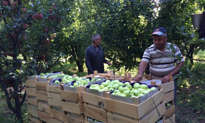 ‘Elmanın Başkenti Eğirdirde 300 Bin Ton Üzeri Rekolte Beklentisi