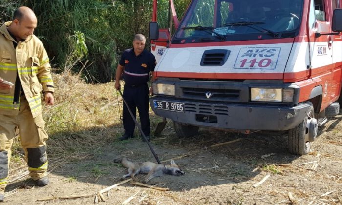 Yaralı Tilki İçin Sosyal Medyadan Canlı Yayınla Seferber Oldu