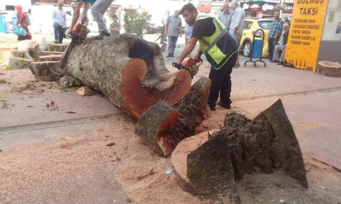 Asırlık Olduğu İddia Edilen Çınar Ağacı 75 Yıllık Çıktı