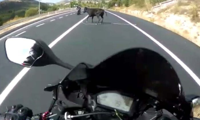 Motosikletli Genç, Önüne Atlayan İneğe Çarpmaktan Son Anda Kurtuldu