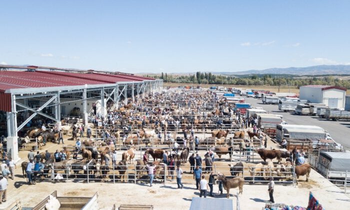 Çorumda Hayvan Pazarı 8 Ekimde Açılacak