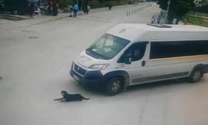 Yolda Uyuyan Köpeği Ezdi, Arkasına Bile Bakmadı