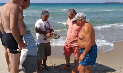 Kuşadası Sahiline İki Deniz Kaplumbağası Vurdu