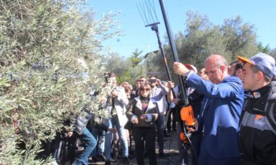 Ayvalıkta Zeytin Hasadı Coşkusu