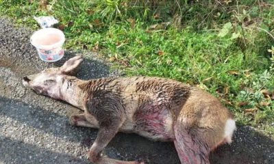 Köpeklerin Saldırısına Uğrayan Ceylan Telef Oldu