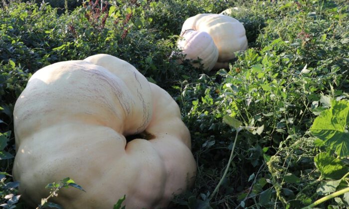 Düzcede Geçen Yıl 7 Bin 561 Ton Bal Kabağı Üretildi