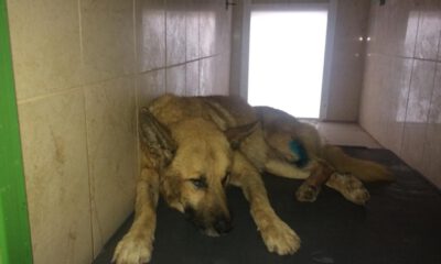 Kazazede Köpeğe İnegöl Belediyesi Sahip Çıktı