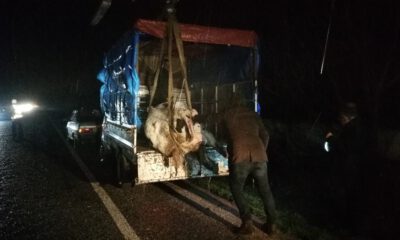 300 Kiloluk İnek Kamyonetten Karayoluna Savruldu