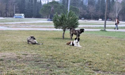 Türkiye’de Saldırgan Köpekler Üzerine Doktora Yapan Tek Uzman Konuştu