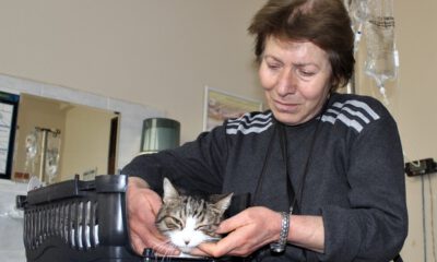 Diyabetli Kedisini Tedavi Ettirmek İçin Onlarca Kilometre Yol Kat Ediyor