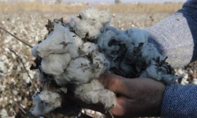 ‘Beyaz altın’ tarlada kaldı