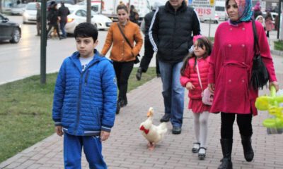 Metropol Ördek Hayatını Kaybetti