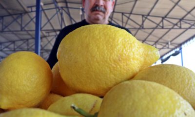 Hortum, sebze meyve üretimini vurdu