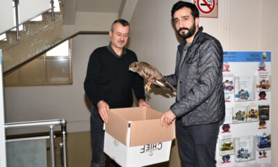 Yolda Bulduğu Yaralı Şahini Belediyeye Teslim Etti
