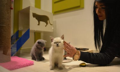 Petshopçulardan Merdiven Altında Hayvan Satışı Uyarısı