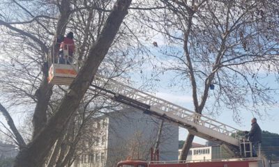 Öğrenciler Kuşları Evlendirdi