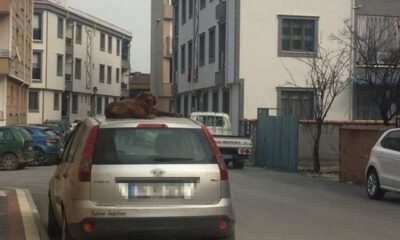 Tebessüm Ettiren Fotoğraf