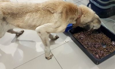 Vicdansızlar Haftalarca Aç Bıraktı
