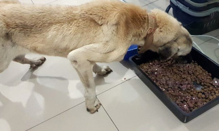 Vicdansızlar Haftalarca Aç Bıraktı