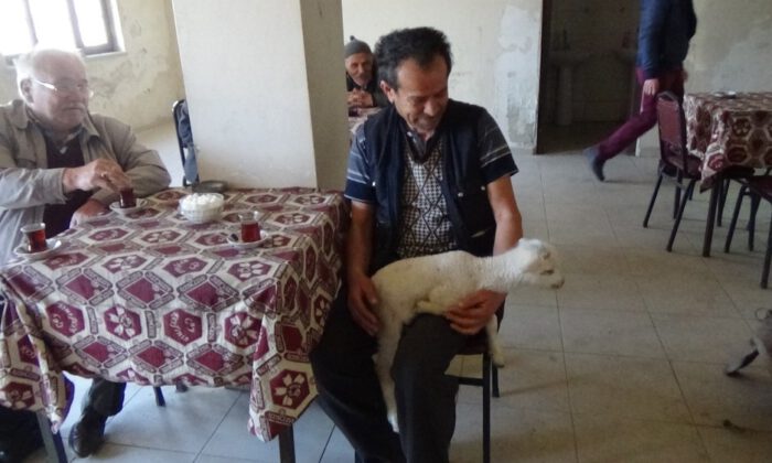 Büyükşehir Belediye Başkan Adayı, Adaşı Olan Kuzusuyla Kahveleri Gezip Oy İstedi