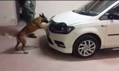 Galia Tırnaklarıyla Kazıyarak Eroini Buldu