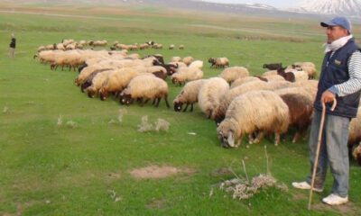 Hayvanları Çaldılar