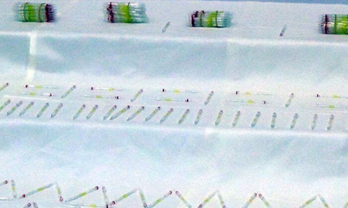 İstanbul’da kobra zehiri operasyonu