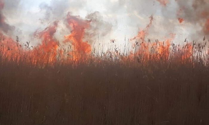 İznik’te Sazlık Yangını