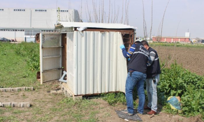 Tanesi 20 Bin Lira Olan 15 Taklacı Güvercini Çaldılar