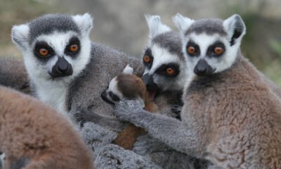 Lemur Ailesine 8 Yeni Üye