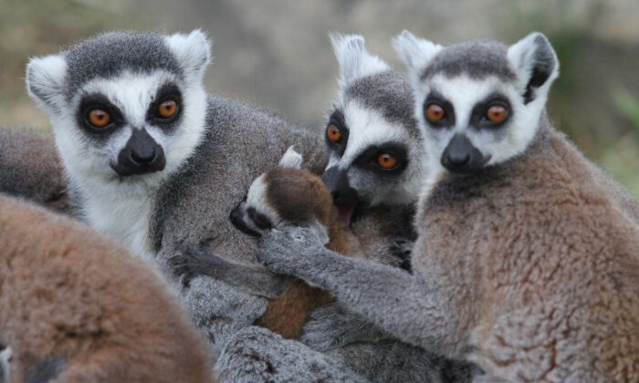Lemur Ailesine 8 Yeni Üye
