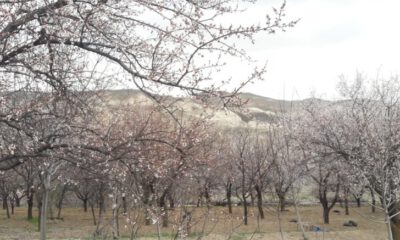Soğuk hava kayısıyı vurdu